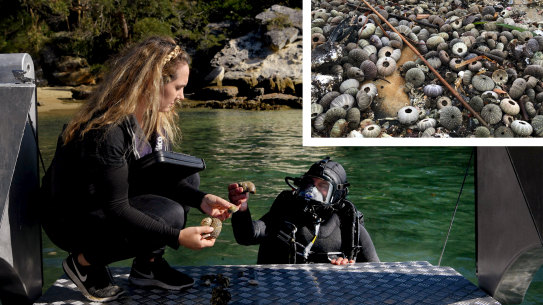 Nathalie Simmons (left), head of marine science at The Abyss Project, examines dead invertebrates with project co-founder Carl Fallon near an inshore Sydney Reef. They immediately returned them to where they had been located.