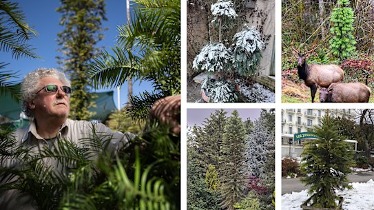 Wollemi Pine: It started with 100 plants in a secret Sydney canyon – now they’re popping up all around the world