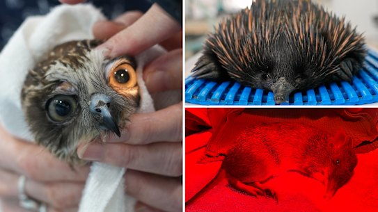 A boobook owl, an echidna and a bandicoot receive treatment after the floods.
