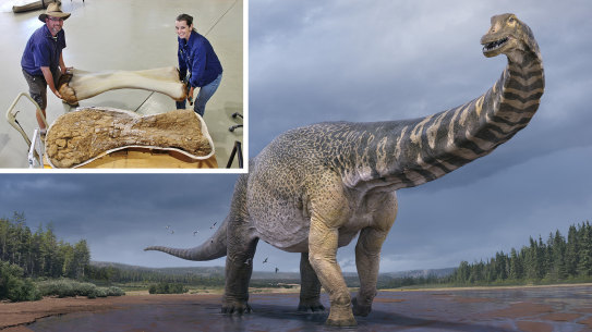 Australotitan cooperensis roamed the marshy shores of the inland sea of Australia in the late Cretaceous, 95 million years ago.