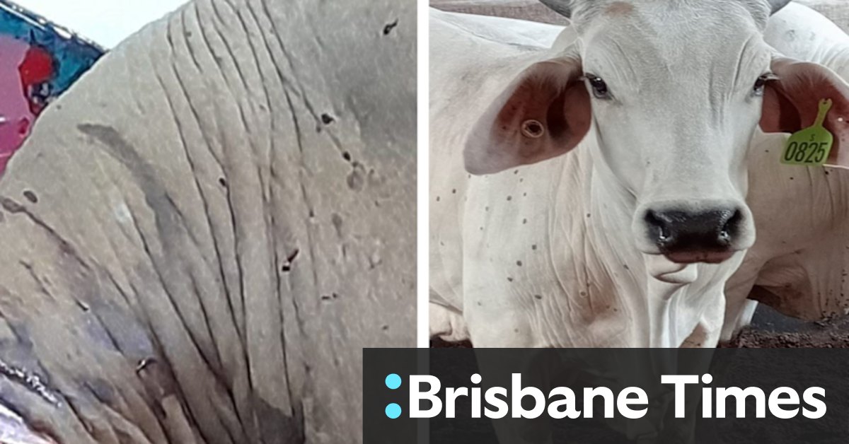 Indonesia at odds with Australia over lumpy skin cattle disease - Vimarsana News