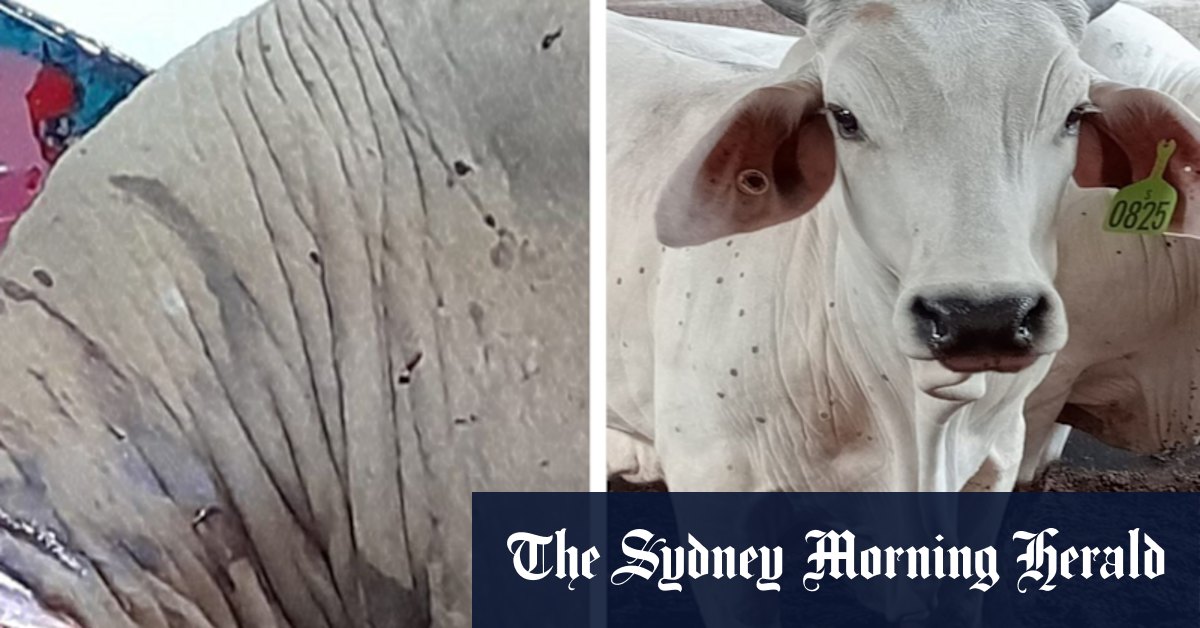 Indonesia at odds with Australia over lumpy skin cattle disease - Vimarsana News