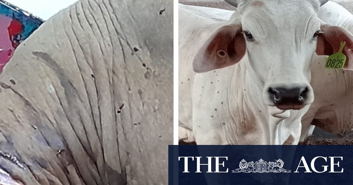 Indonesia at odds with Australia over lumpy skin cattle disease - Vimarsana News