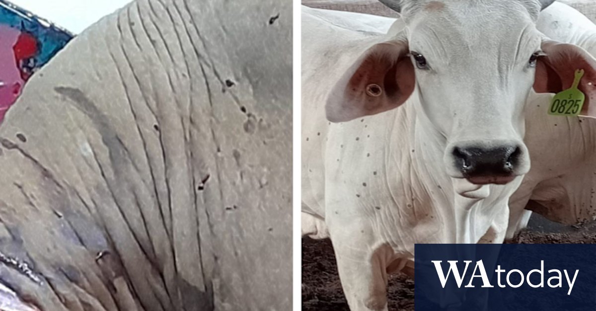 Indonesia at odds with Australia over lumpy skin cattle disease - Vimarsana News