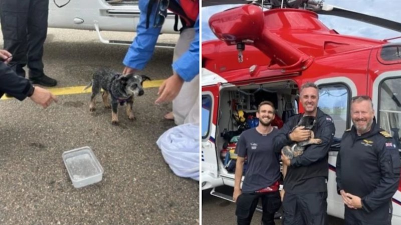 Puppy among those rescued from sinking boat during ruff day at sea