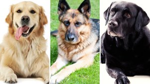 The ‘Big Three’ guide dog breeds: golden retriever, German shepherd, labrador retriever.