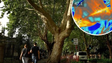 People walk under the canopy of London Plane trees on Bourke Street, Surry Hills.
