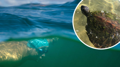 The trapped turtle, the Sydney swimmer – and a daring rescue