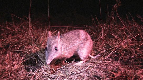 Back from the brink: the eastern barred bandicoot.