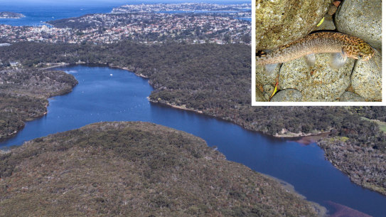 Manly Dam and the climbing fish