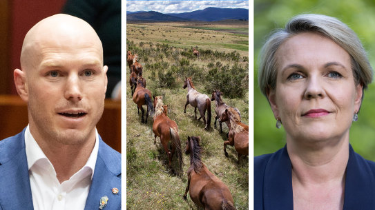Senator David Pocock has heaped pressure on Environment Minister Tanya Plibersek to remove feral horses from the NSW and Victorian high country.
