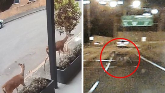 Composite images of deer in Sydney