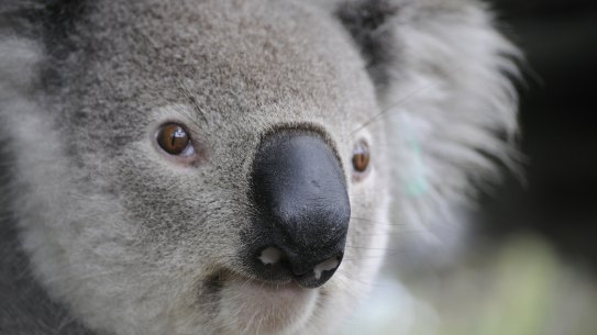 A koala