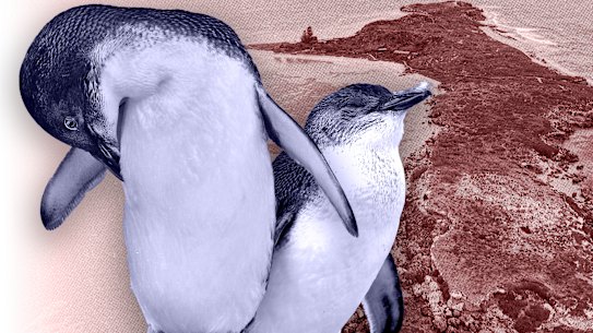 Visitors to Penguin Island this summer will see a demolition site, but possibly no penguins.