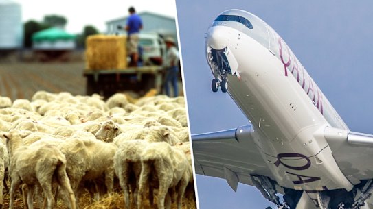 Sheep producers say there has been a failure to appreciate the ramifications of the decision on exporters who were already fighting for air freight space.