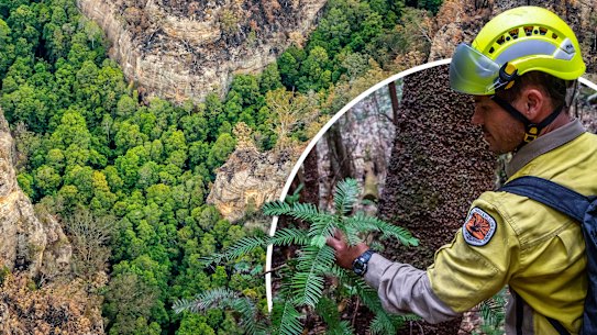 A NSW National Parks and Wildlife Service firefighter amid some of the Wollemi pines he helped. 