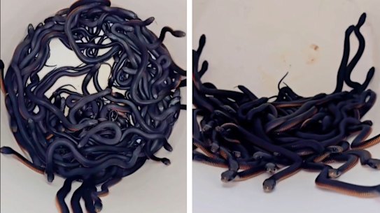 More than 100 red bellied black snakes were found in a Horsley Park home. 