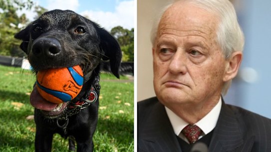 Composite - Hornsby mayor Philip Ruddock has apologised for remarks to a woman in council.Inner West mayor is looking to rescind a motion banning off-leash dog walking in Whites Creek Valley Park bought on by a disabled resident saying his dogs were upset by off leash dogs. Lilyfield, February 19, 2021. Photo: Rhett Wyman/SMH