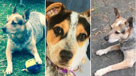 To look at him, you would not think he could do such toxic farts, nor inspire such love in his adopted humans.