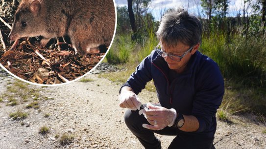 Long-footed Potoroo (Potorous longipes) IMAGE SOURCE environment.nsw.gov.au/ 8TH jANUARY 2020
In a handout image acquired Thursday, 6 October 2022 shows Joss Bentley from the Saving our Species program taking Scat samples while working to try and locate the long-footed potoroo.  Pic-SUPPLIED .
Composite
