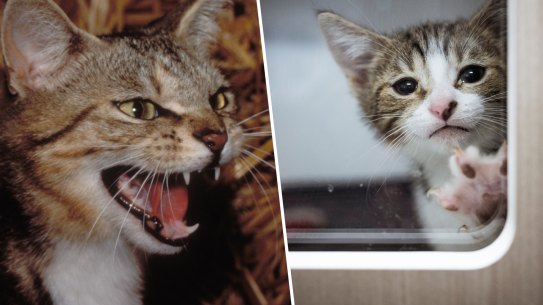 Animal advocates argue the government is demonising household cats.