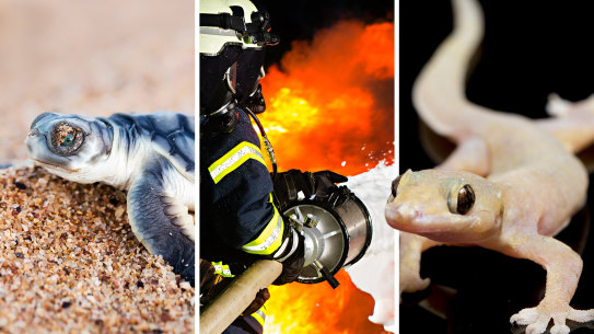Turtles, PFAS, firefighting foam, Gecko, main picture, Chevron Gorgon WAtoday. Pictures: Getty Images