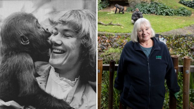 Ulli helped raise Mzuri. Years later, the gorilla recognised her on a zoo visit