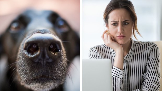 Tumour-sniffing pets and social media snake oil: Cancer patients prey to dodgy myths