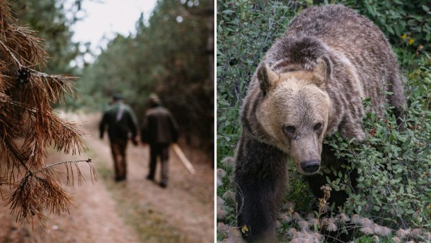 Man versus bear: Men need to stop being angry at the question and listen to the answer