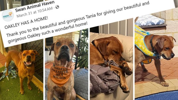 Perth animal shelter gives family their forever dog … then takes it back
