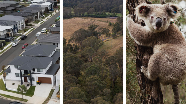 73,000 homes on hold as minister prioritises koala habitats