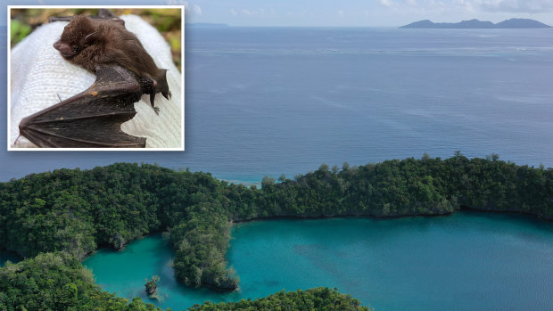 Researchers find ‘stronghold’ of endangered bats on remote island
