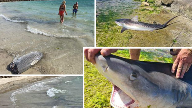 Shark fishing to be banned at all Perth beaches to make swimming safer