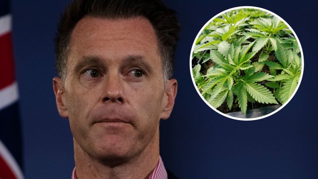 ‘Regulate it’: Minns once argued for legalised cannabis in NSW