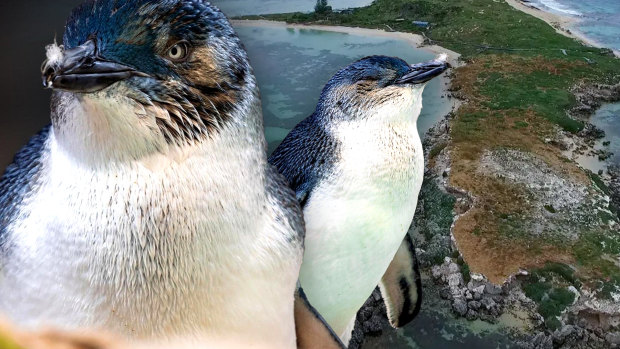 It’s time for a vision for Penguin Island – before that’s only a name