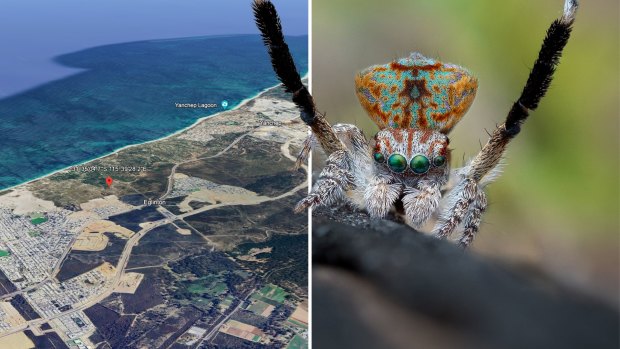 An eye-catching arachnid known for its intricate courtship dance was discovered near Yanchep. Now, a housing estate is landing on its sandy doorstep.
