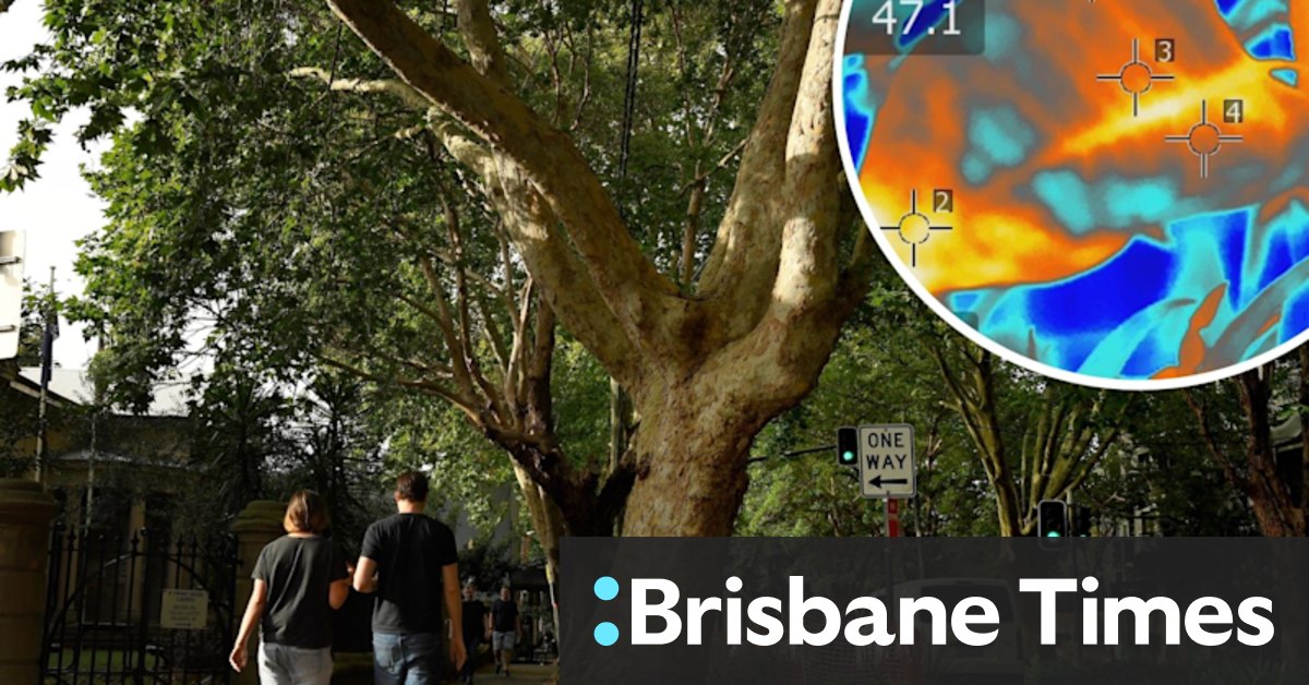 In a hotter Sydney, some trees will thrive, others will wither - Vimarsana News