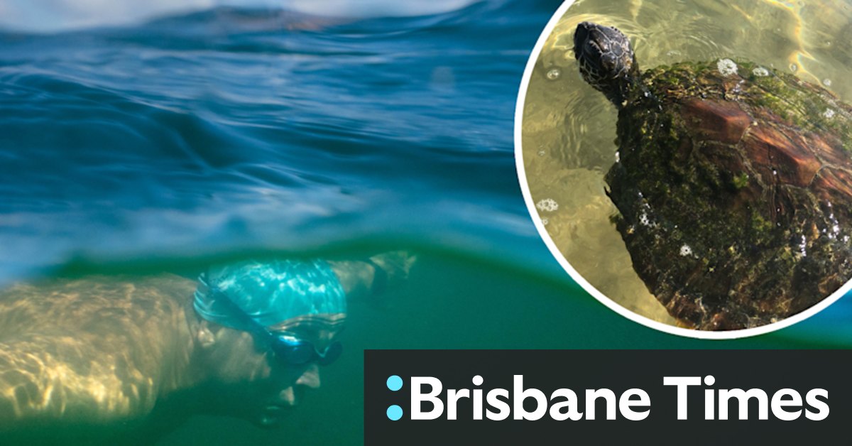 The trapped turtle, the Sydney swimmer – and a daring rescue - Vimarsana News