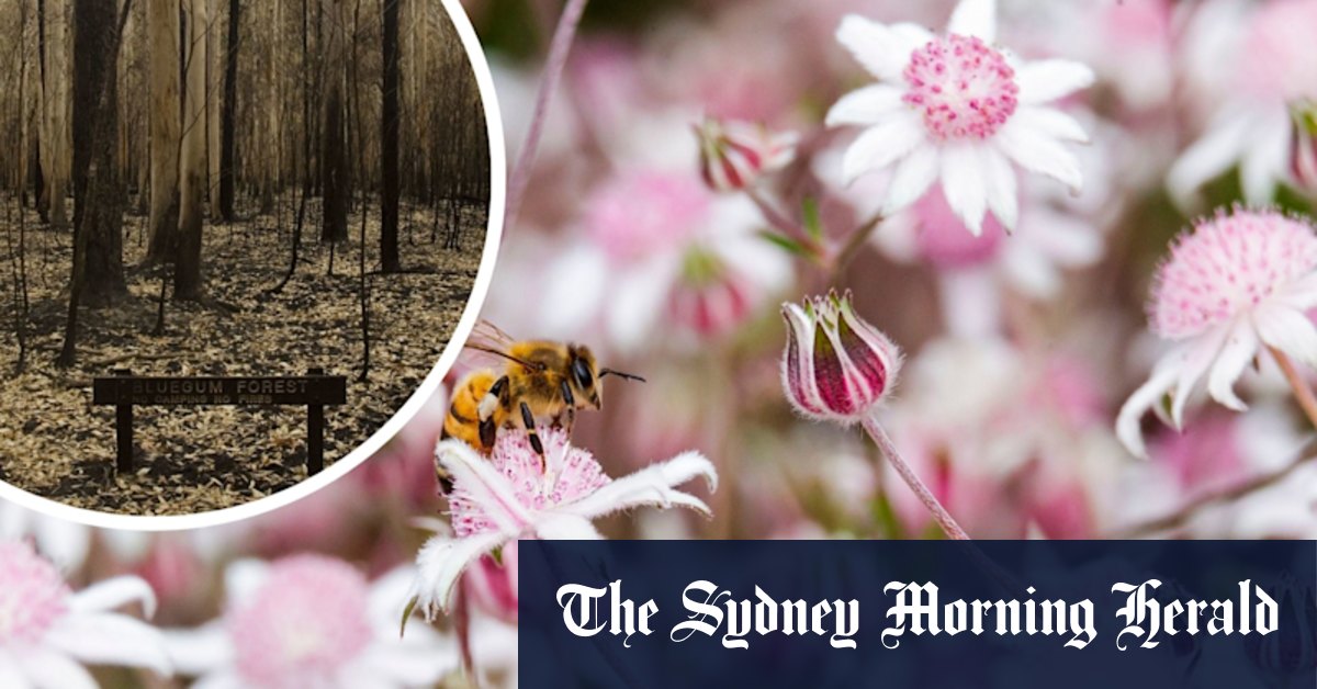 Once in a lifetime pink flowers emerge from burnt landscapes - Vimarsana News