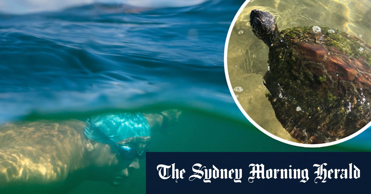 The trapped turtle, the Sydney swimmer – and a daring rescue - Vimarsana News