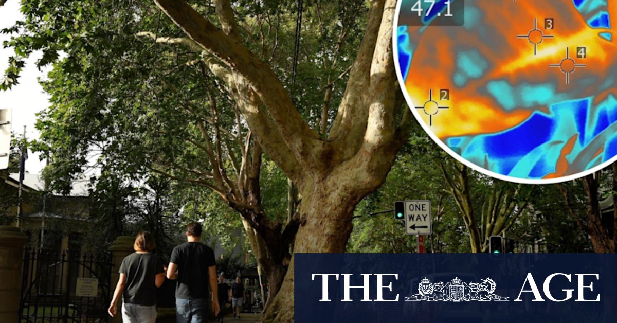 In a hotter Sydney, some trees will thrive, others will wither - Vimarsana News
