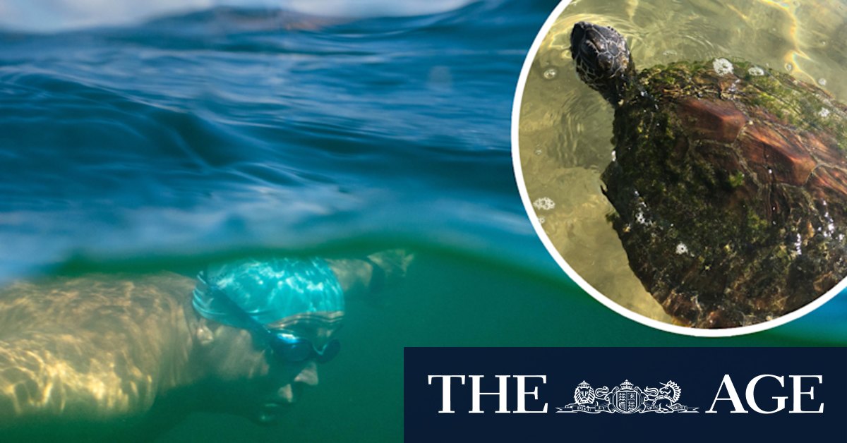The trapped turtle, the Sydney swimmer – and a daring rescue - Vimarsana News