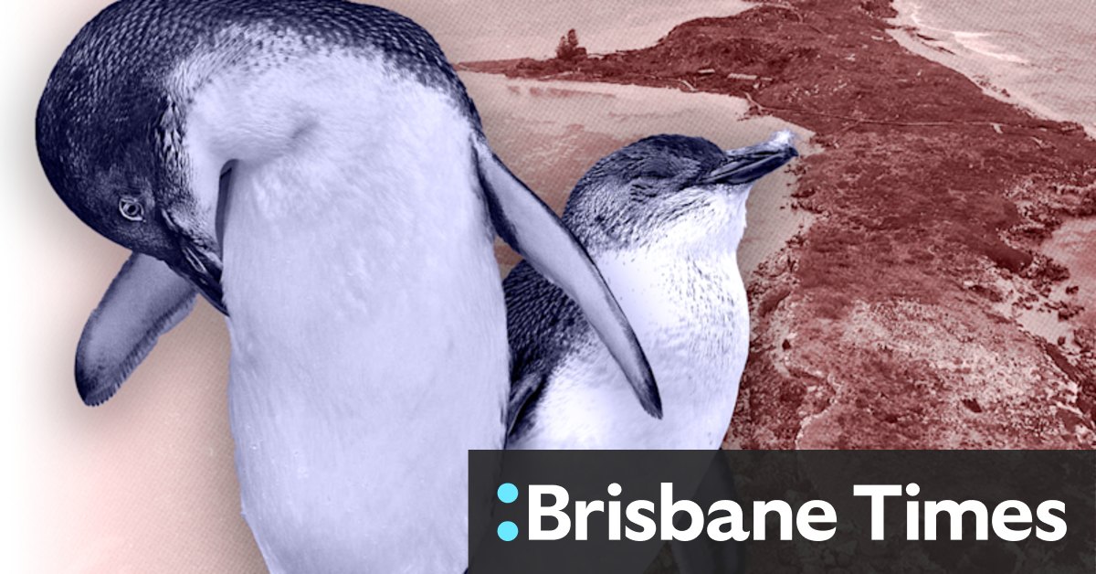 Penguin Island Perth: The tourism report ignored until penguins paid the price - Vimarsana News