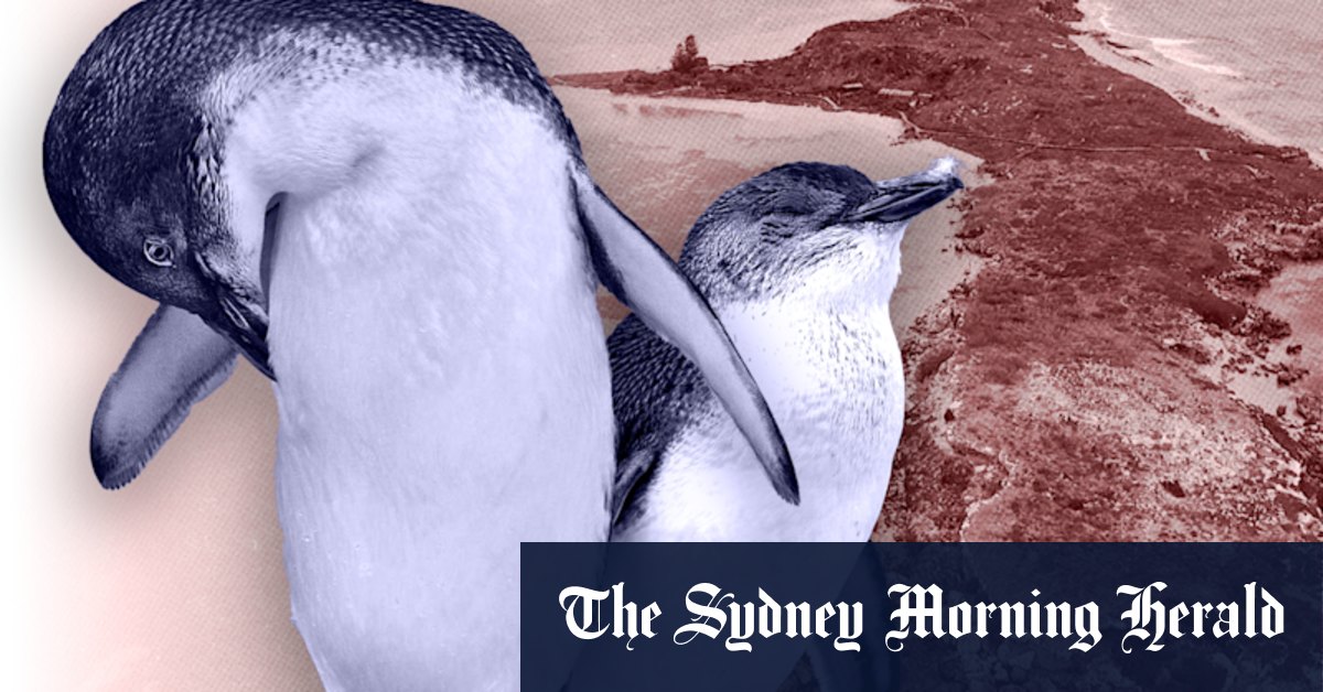 Penguin Island Perth: The tourism report ignored until penguins paid the price - Vimarsana News