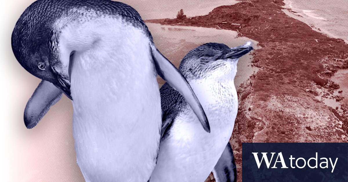 Penguin Island Perth: The tourism report ignored until penguins paid the price - Vimarsana News