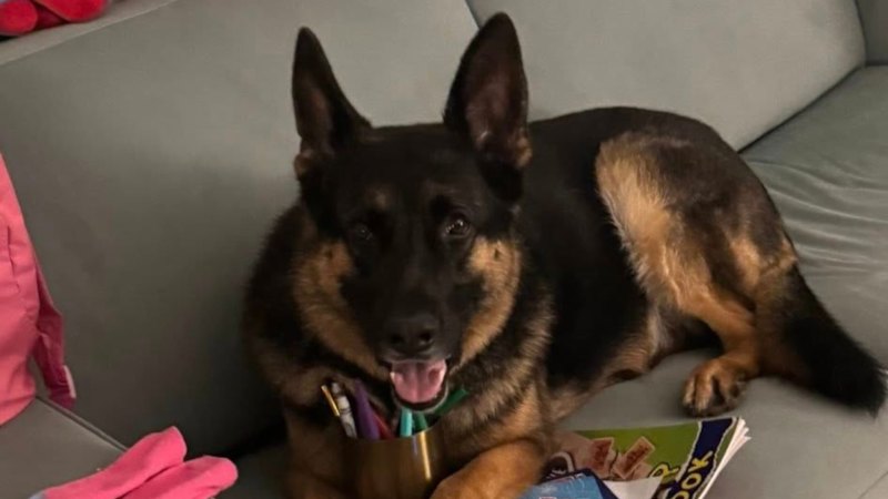 Policija sumi, da je bil lastnik psa Arnieja vpleten v njegovo smrt