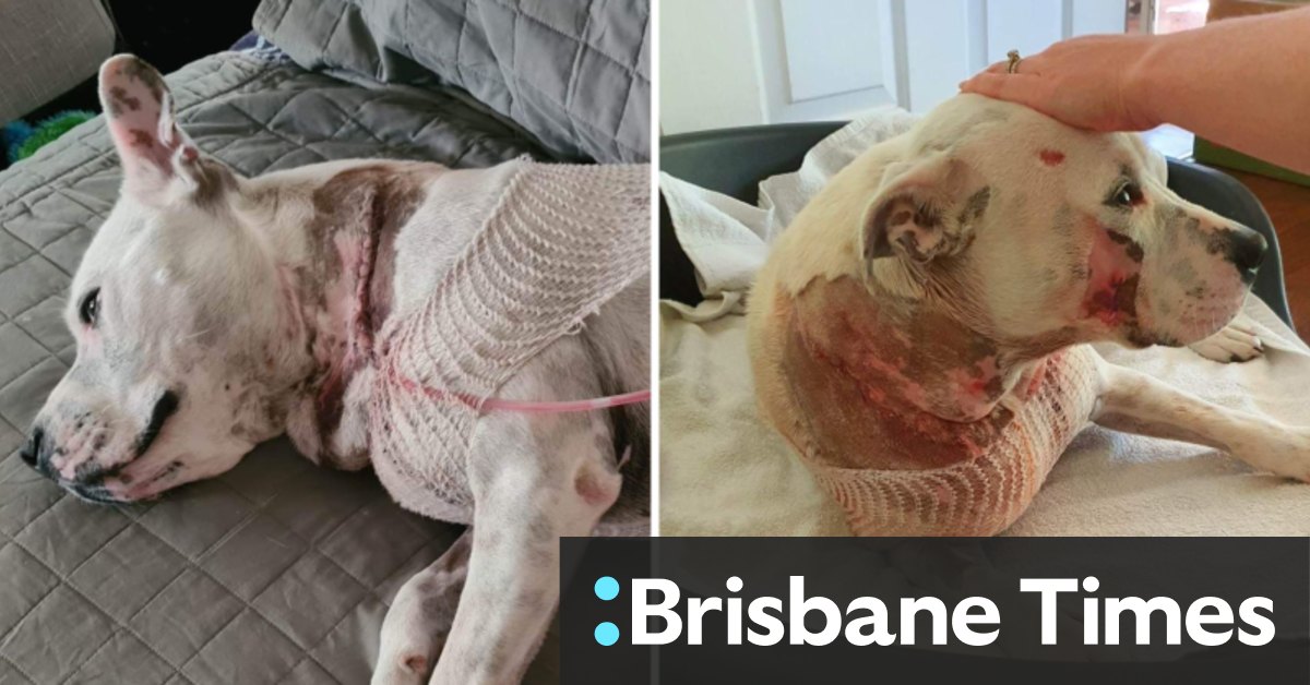 Perth man fights off dog with fitness vest in horror attack