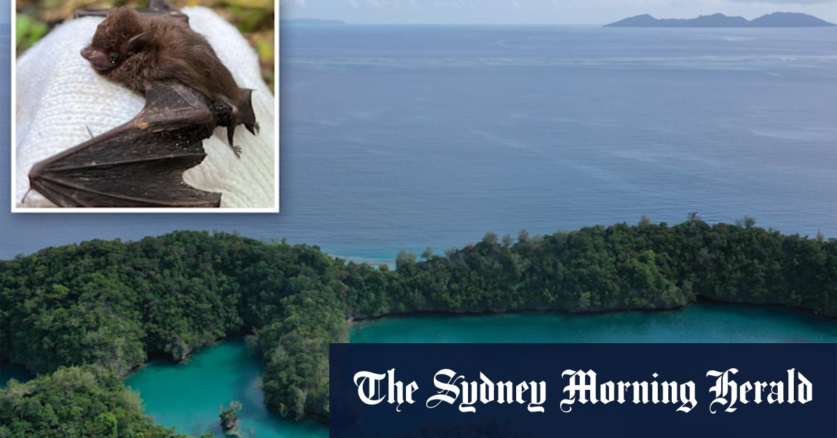 Endangered Pacific Sheath-tailed bats found on remote island in Fiji - Vimarsana News