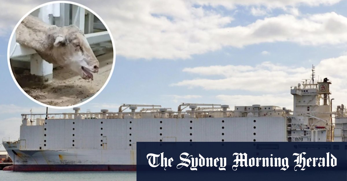 Awassi Express: Live exporter Emanuel Exports to face trial after losing sheep 'cruelty' appeal bid - Vimarsana News