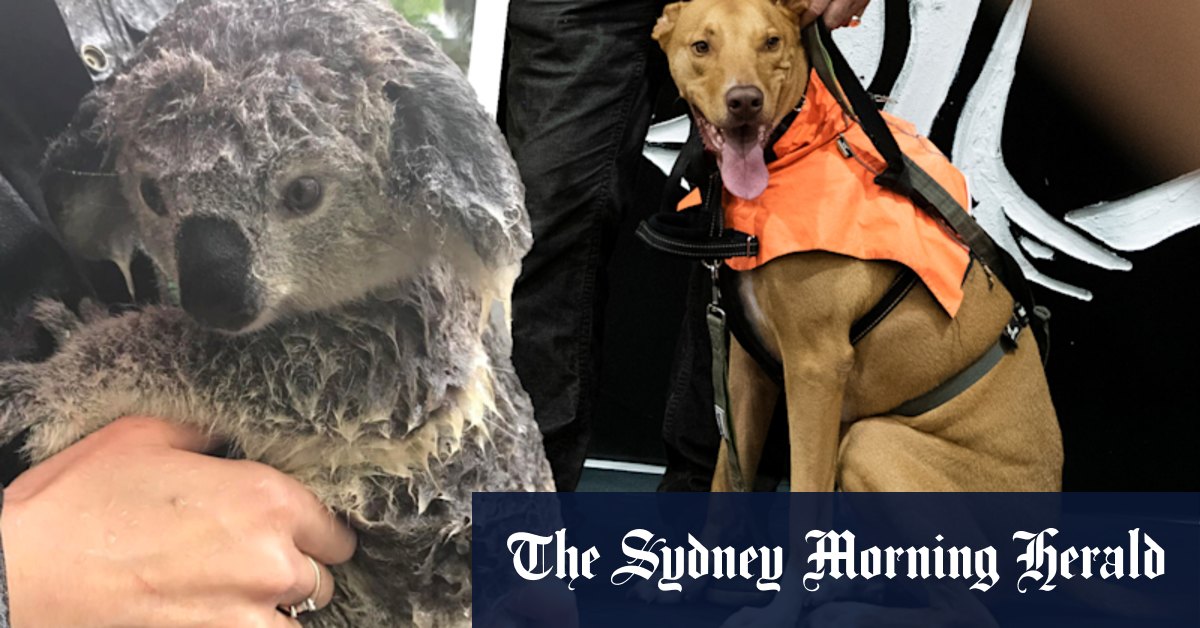 Sydney Royal Easter Show: koala-saving dingo joins list of celebrated animals - Vimarsana News